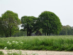 Kroezeboom met Landkruis 